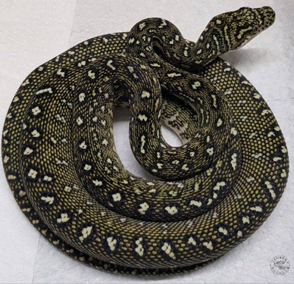 Diamond Python | Jenbert Pythons