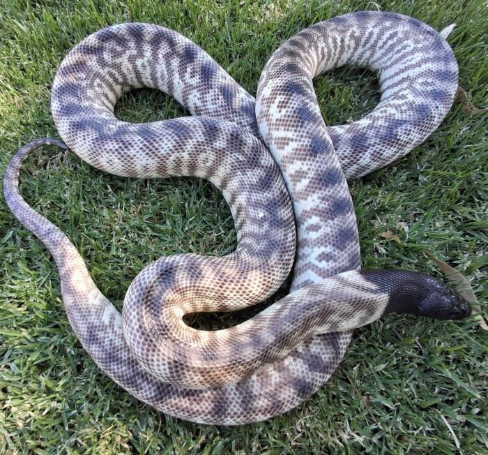 Ocellate BHP Pair ♂♀ - Image 4