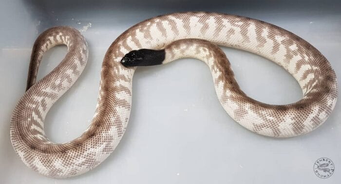 Ghost Dajarra Axanthic ♂